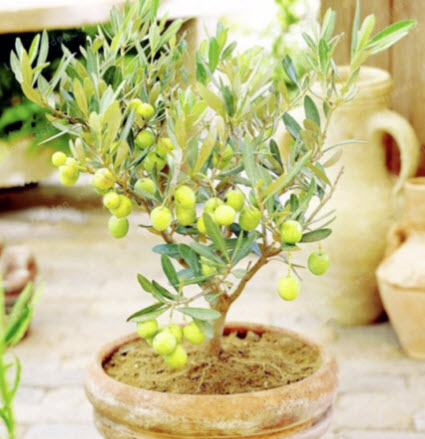 มะกอกโอลีฟบอนไซ (Olive Oil Bonsai) / 10 เม็ด (Russia)