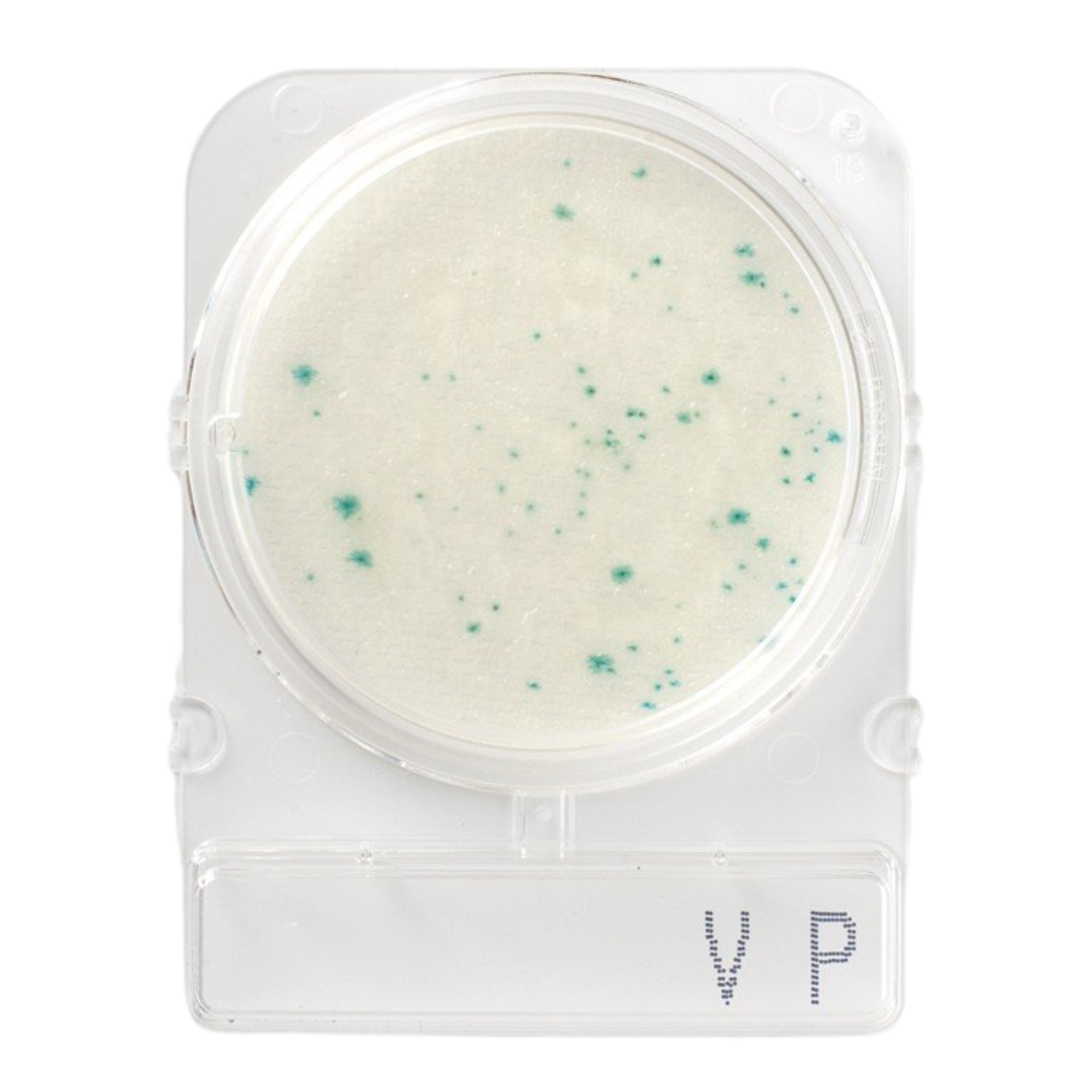 Compact Dry VP (สำหรับตรวจ V.parahaemolyticus)