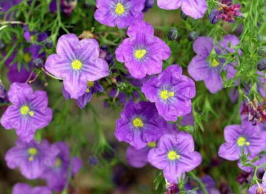 คัพฟลาวเวอร์สีม่วง (Cupflower Purple Robe) / 1,300 เม็ด (UK)*