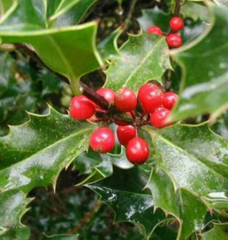 ฮอลลี่ (Common European Holly) / 10 เม็ด (UK)*