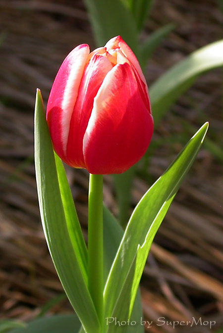 พิมพ์อัดลายใบทิวลิป (Veiners TULIP leaf)