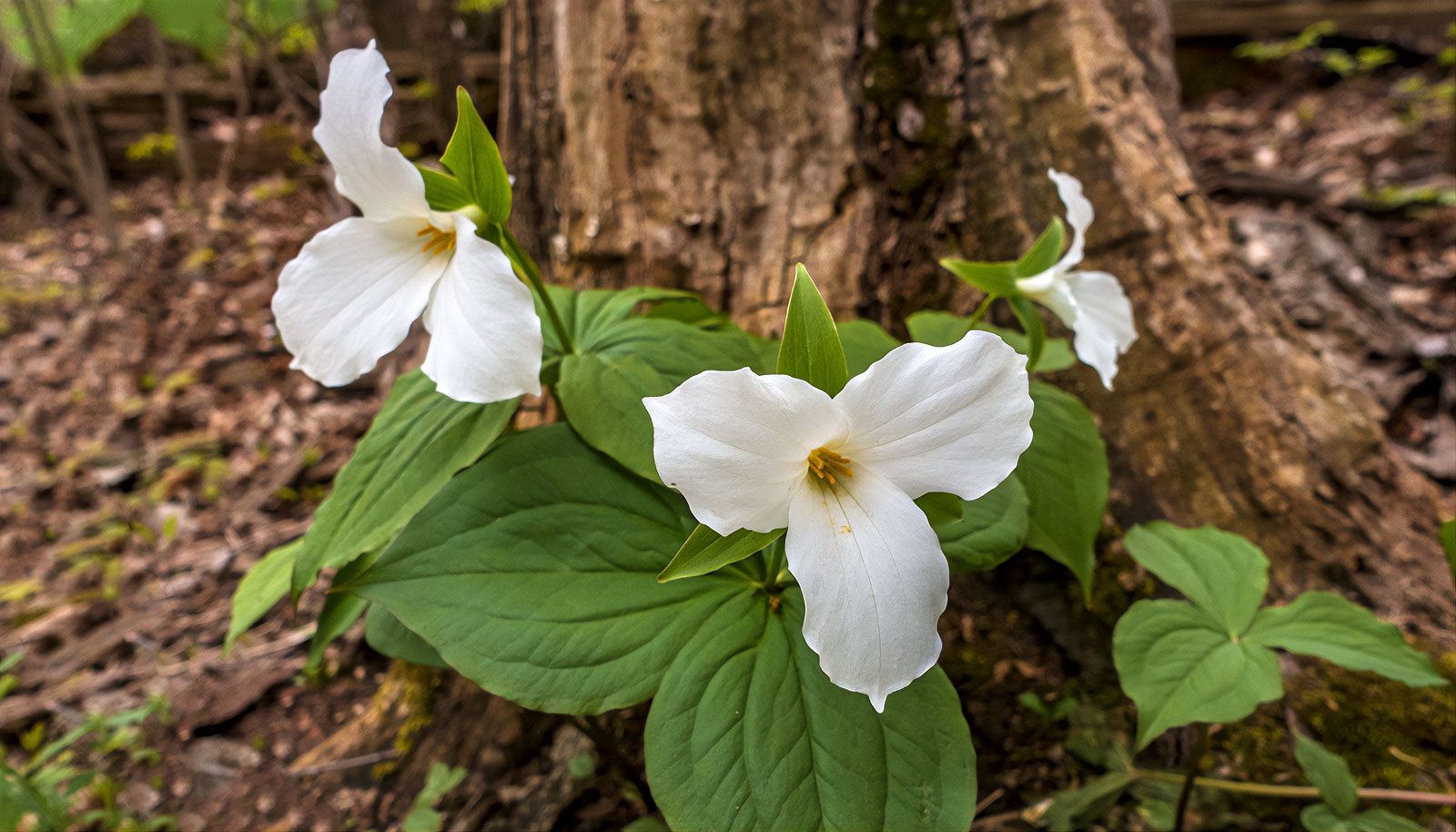 พิมพ์ตัดดอก+ใบไวทรีเลี่ยม(Cutter Mold White Trillium)