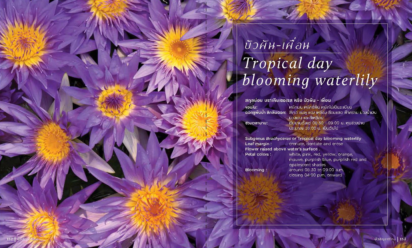 หนังสือ บัวสัญชาติไทย ในปางอุบล