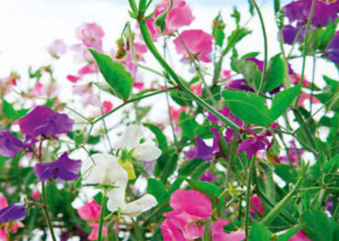 สวีทพี นี ไฮ (Sweet Pea Knee High) คละ / 25 เม็ด (USA)*