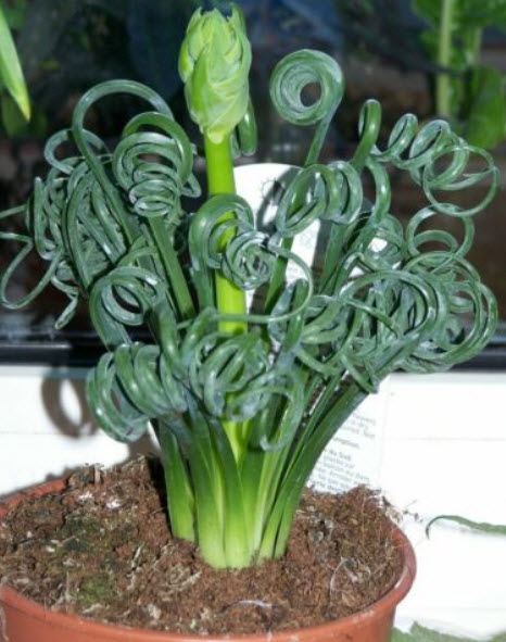 Spiral Grass หรือ Spring Grass / 5 เม็ด (UK)