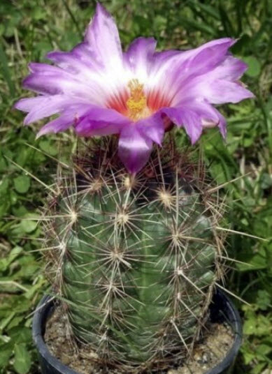 เทโลแคคตัส (Thelocactus) คละ / 25 เม็ด (UK)