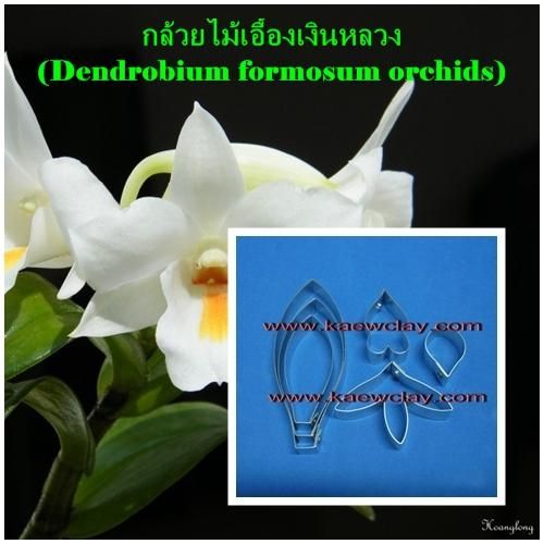 พิมพ์ตัดกล้วยไม้เอื้องเงินหลวง(Aluminum mold cutter Dendrobium formosum orchids)