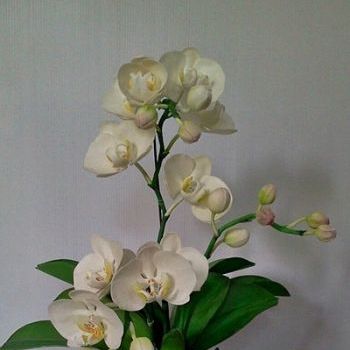 DVD สอนทำกล้วยไม้ฟาแลนนอปซิส หรือ Link Online (DVD How to make Phalaenopsis Orchids with KAEWCLAY)