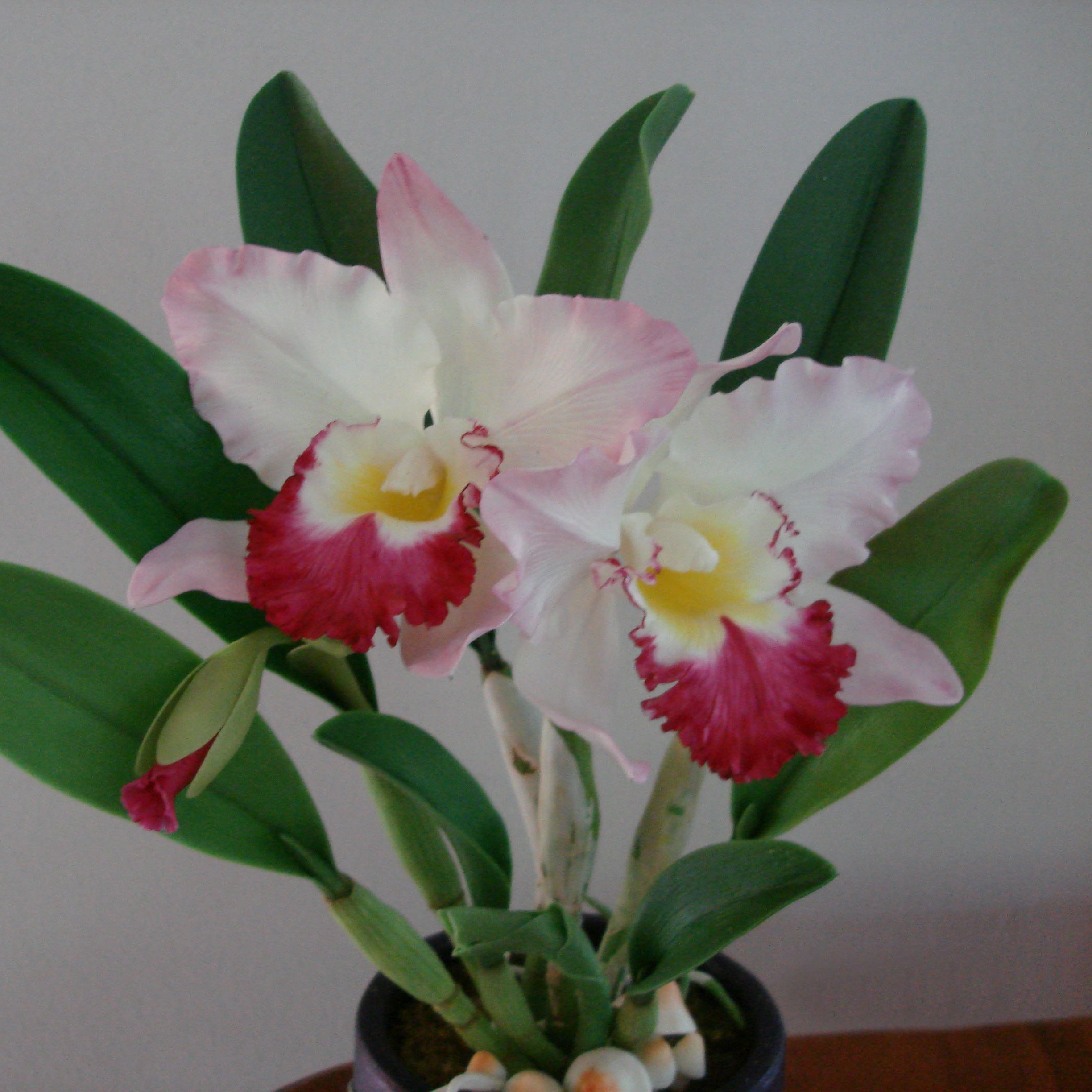DVD หรือ Link Online สอนทำกล้วยไม้แคทลียา(DVD How to make Cattleya Orchids with KAEWCLAY)