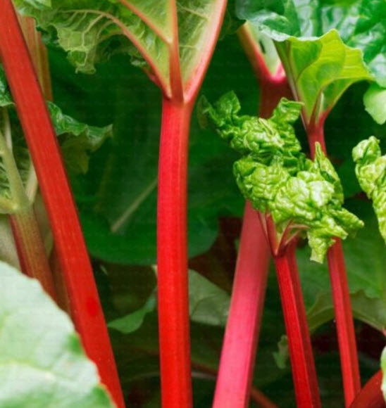 รูห์บับแดง (Rhubarb Lider Red) / 10 เม็ด (France)