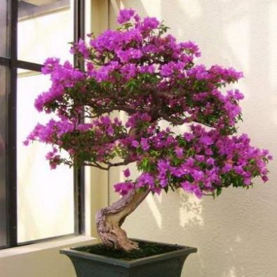 พิมพ์ตัดอลูมิเนียมดอก+ใบเฟื่องฟ้า(Aluminum mold cutter Bougainvillea )