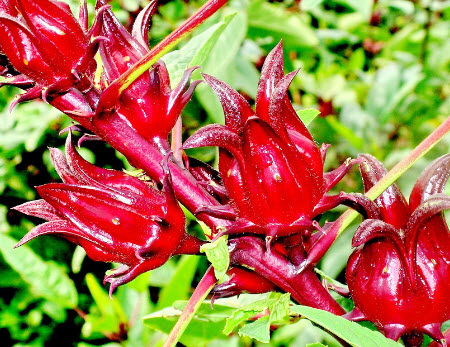 กระเจี๊ยบแดงซูดาน (Sudan Red Roselle) / ซอง(แบ่งขาย)