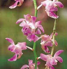พิมพ์ตัดกล้วยไม้เอื้องกุหลาบแดง(Aluminum mold cutter Aerides crassifolia .)