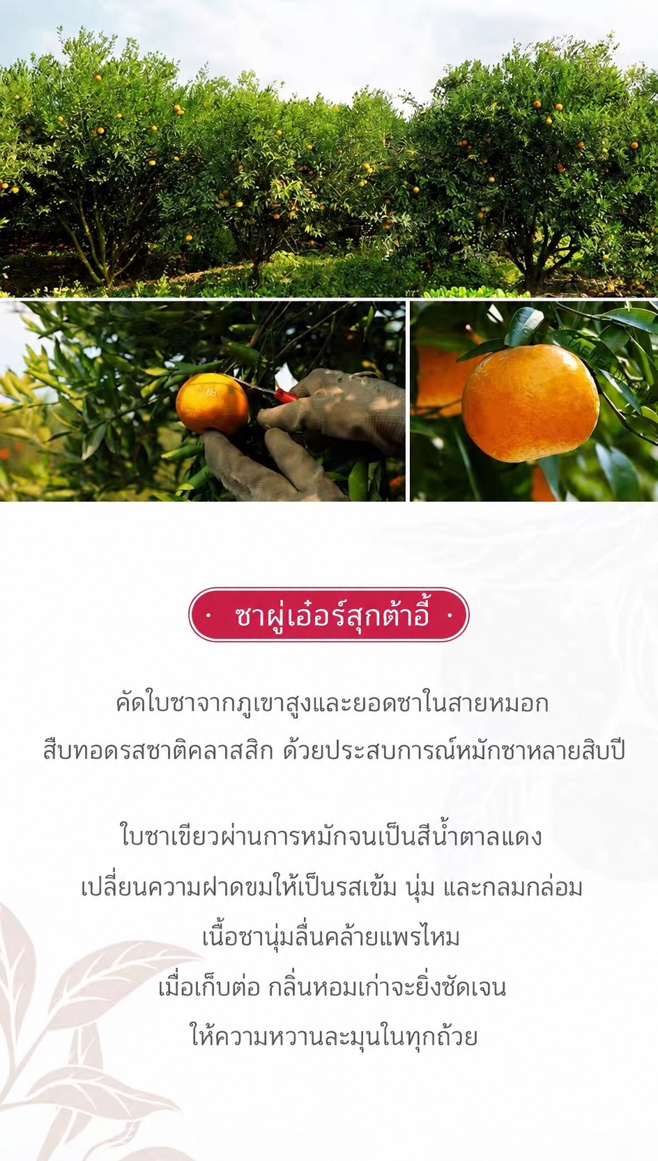 ชาผู่เอ๋อร์สุกในผลส้ม ต้าอี้ รุ่น ต้าอี้ ต้าหงกาน น้ำหนัก 200 กรัม TAETEA 大益大红柑