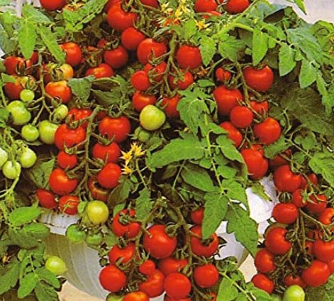 มะเขือเทศ มาสก็อตก้า (Maskotka Tomato) / 30 เม็ด (UK)