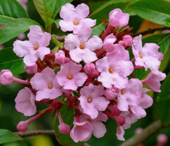ชมพูพิมพ์ใจ (Himalayan Snow Ball / Luculia Gratissima) / 12 เม็ด (France)