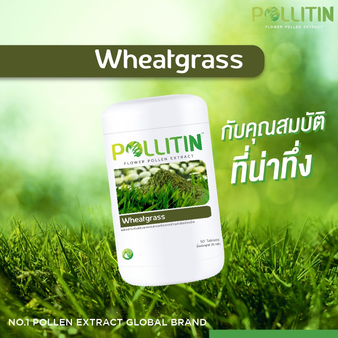 Wheatgrass วีทกราส พอลลิติน (ต้นอ่อนข้าวสาลี)