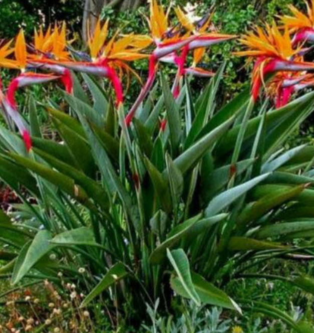 ปักษาสวรรค์ (Bird of Paradise) สีส้ม / 5 เม็ด (Portugal)*