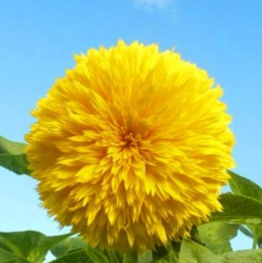 ทานตะวันเท็ดดี้แบร์ (Sunflower - Teddy Bear) / 150 เม็ด (UK)