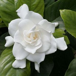 พิมพ์อลูมิเนียมตัดดอกพุดซ้อน+ใบ(Aluminum mold cutter Gardenia jasminoides.)
