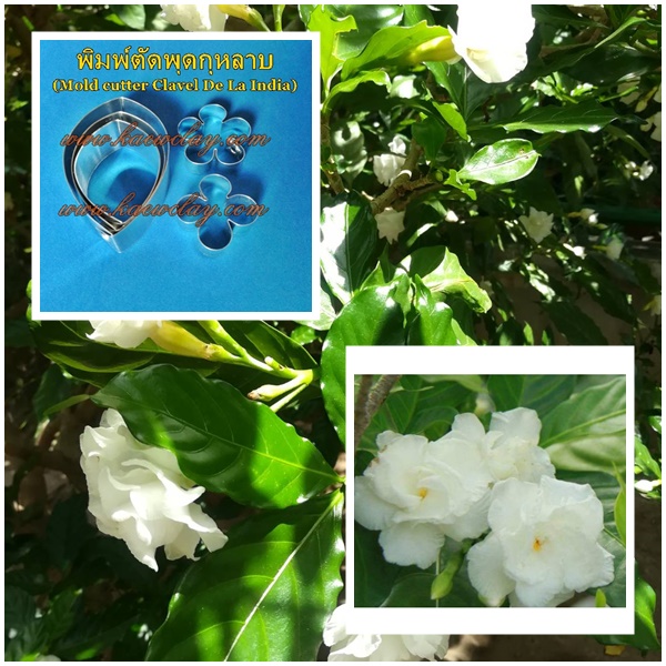 พิมพ์ตัดพุดกุหลาบ(Mold cutter Clavel De La India(Tabernaemontana divaricata)