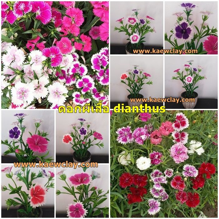 พิมพ์ตัดดอก+ใบผีเสื้อ(Mold cutter dianthus chinensis)