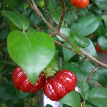 พิมพ์ตัดอลูมิเนียมใบมะยมแดง(Aluminum mold cutter SURINAM CHERRY Leaf)