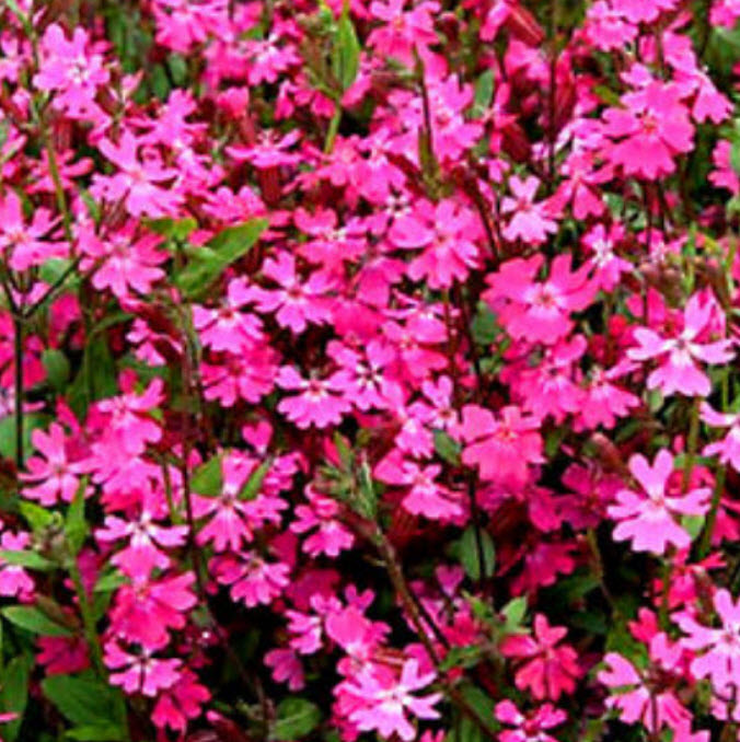 แคทฟลายร์ (Catchfly - Triumph) / 400 เม็ด (UK)*