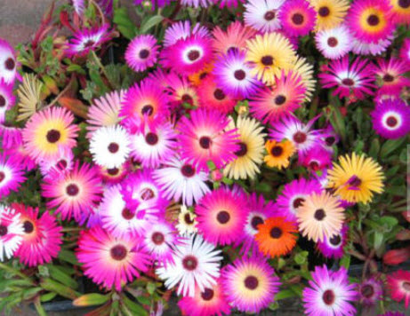 ลีฟวิ่งสโตน เดซี่ (Livingstone Daisy) คละ / 1,700 เม็ด (UK)