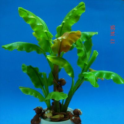 ต้นกล้วย ขนาดกลาง (Medium banana tree)