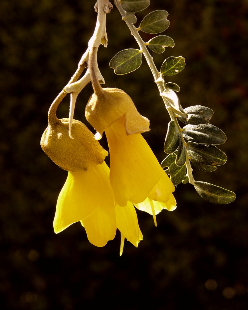 พิมพ์ตัดลิลลี่ภูเขา (Cutter Mold Kowhai flower)
