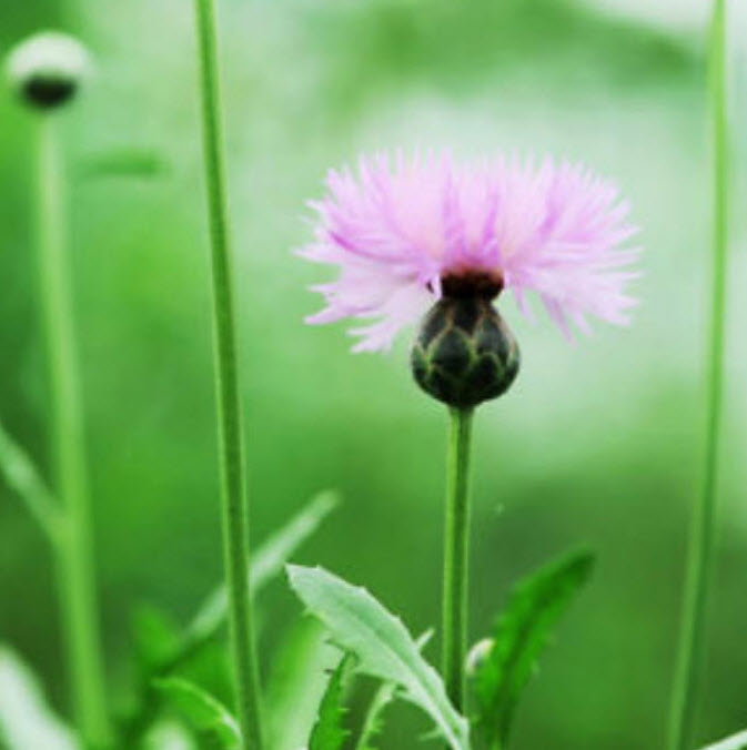 คอร์นฟลาวเวอร์ (Cornflower / Centaurea) / ซอง 40 เม็ด*