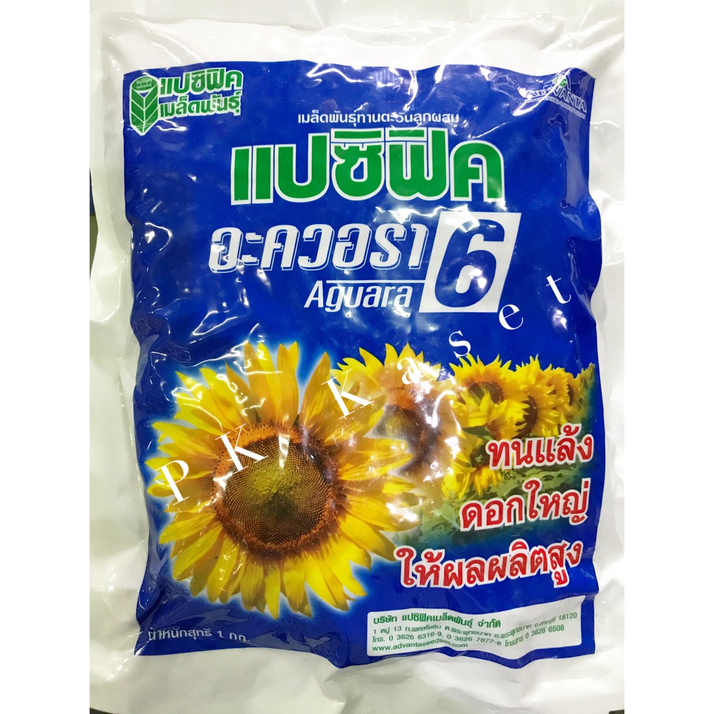 เมล็ดทานตะวัน สำหรับปลูก 1 kg พันธุ์อะควอร่า6 ความงอก 80% ดอกใหญ่ ทนแล้ง ให้ผลผลิตสูง ราคาส่ง
