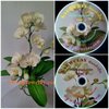 DVD สอนทำกล้วยไม้ฟาแลนนอปซิส หรือ Link Online (DVD How to make Phalaenopsis Orchids with KAEWCLAY)