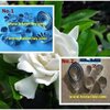 พิมพ์อลูมิเนียมตัดดอกพุดซ้อน+ใบ(Aluminum mold cutter Gardenia jasminoides.)