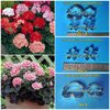 พิมพ์ตัดดอก+ใบเจอราเนียม(Mold cutter geranium Flowers)