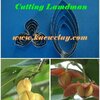พิมพ์ตัดอลูมิเนียมดอกลำดวน+ใบ(Aluminum mold cutter Lamdman flower+ Leaf)