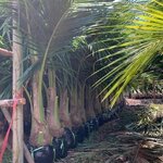 มะพร้าวน้ำหอมต้นละเท่าไหร่ โทร : 062-9954226 พันธุ์มะพร้าวน้ำหอม ต้นเตี้ย จำหน่ายพันธุ์มะพร้าวน้่ำหอม หอมหวาน