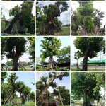 หินน้ำตก โทร 096-8588145 จัดหาต้นไม้มงคล หินจัดสวน หินกาบ หินน้ำตก ญ้านวลน้อย หญ้าญี่ปุ่น