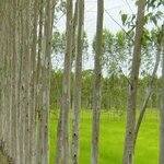 ชื้อไม้ยูคาลิปตัส โทร : 099-2371848 รับซื้อไม้ยูคา ยางพารา ซื้อไม้สักทอง รับซื้อ ราคาดี รายได้เสริม