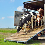 รับจ้างขนสัตว์ โทร 088-9952629 วัว ควาย รถรับจ้างขนสัตว์ ขนแพะ ขนแกะ ขนโค ขนกระบือ ขนส่งสัตว์ ทุกชนิด ทั่วประเทศ