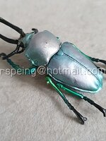 โมเดลพลาสติกด้วงคีมสายรุ้ง