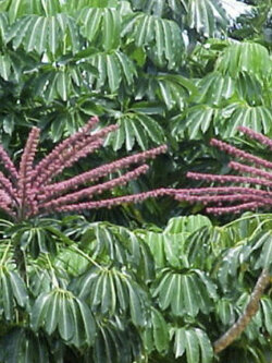 หนวดปลาหมึก (Umbrella Tree) / 10 เม็ด (UK)