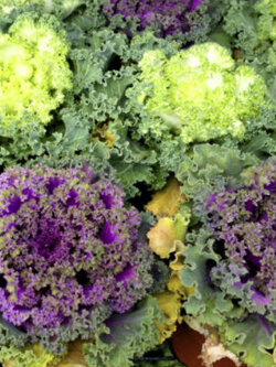 กะหล่ำประดับ (Ornamental Kale / Cabbage) / 80 เม็ด (UK)
