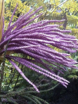 ปาล์มนิคาอู (Nikau palm) / 5 เม็ด (NZ)*