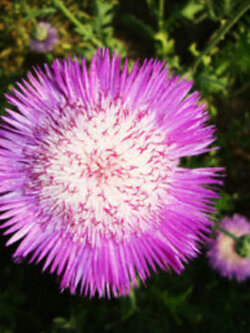 คอร์นฟลาวเวอร์ (Cornflower / Centaurea) / ซอง 40 เม็ด*