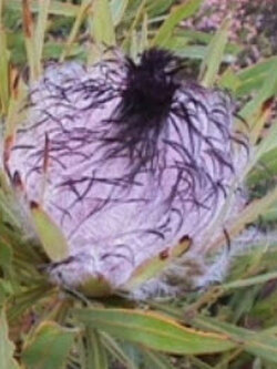 โพรเทีย Protea Longifolia / 3 เม็ด (UK)*