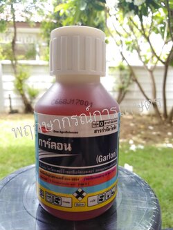 การ์ลอน 100 ซีซี