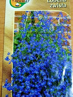 โลบีเลียเลื้อย-แซฟไฟร์ (Lobelia-Sapphire) สีน้ำเงิน/ม่วง / 6,400 เม็ด (Poland)*