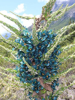 พูย่า ชิเลนซิส (Puya chilensis) / 10 เม็ด (France)*